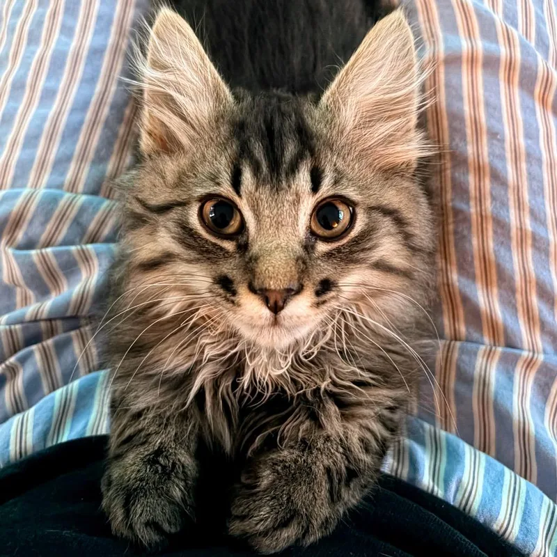 Luna Fluffgood thumbnail 2