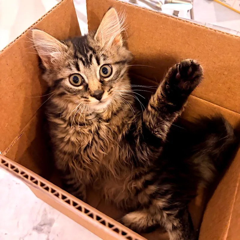 Luna Fluffgood thumbnail 4