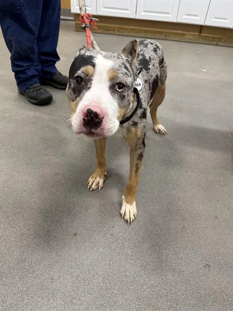 An adult medium-sized male Pit Bull Terrier dog named Chip for adoption in Upper Marlboro, MD