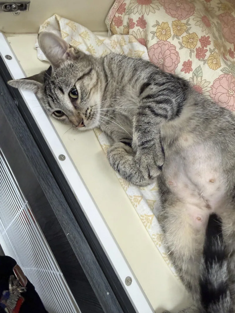 A young medium-sized female Domestic Short Hair cat named Marcie for adoption in Stewartsville, NJ