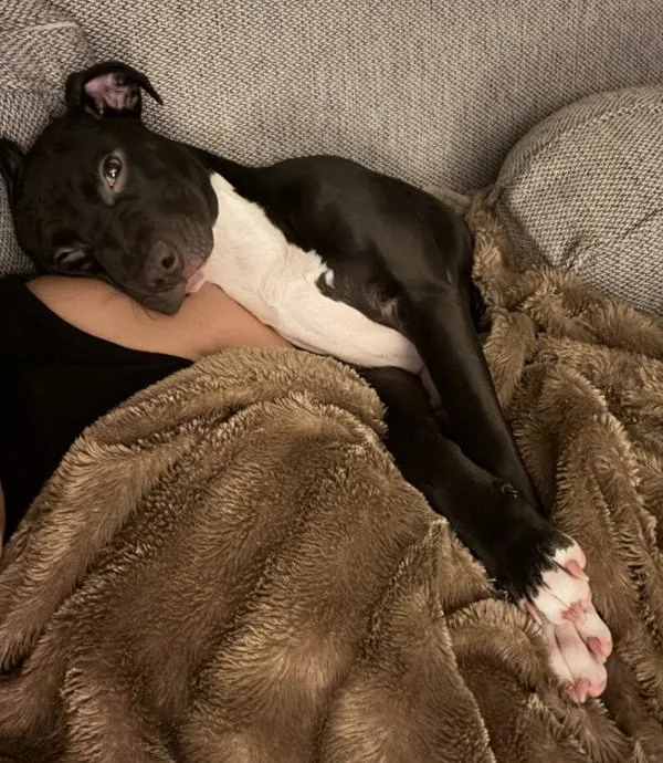 A young medium-sized male Mixed Breed dog named Blaze for adoption in Staten Island, NY