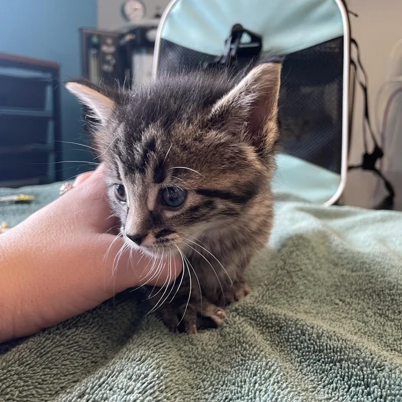 A baby small-sized female Brown / Chocolate Domestic Short Hair cat named Janet for adoption in Edwardsville, IL