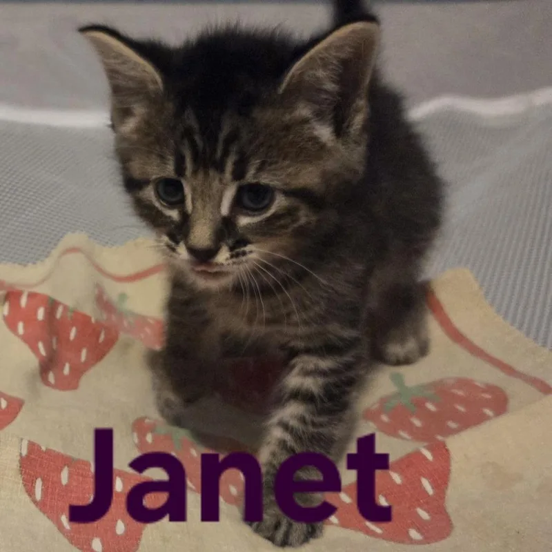 Janet thumbnail 2