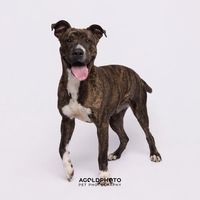 An adult medium-sized female Brindle Terrier dog named Lana for adoption in Tampa, FL