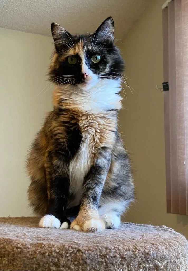 An adult medium-sized female Domestic Medium Hair cat named Kylala for adoption in Palmer, AK