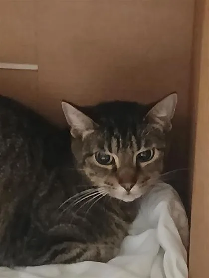 An adult small-sized female Domestic Short Hair cat named Violet for adoption in Largo, FL