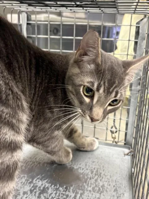 A baby small-sized male Domestic Short Hair cat named Tommy for adoption in Las Vegas, NV