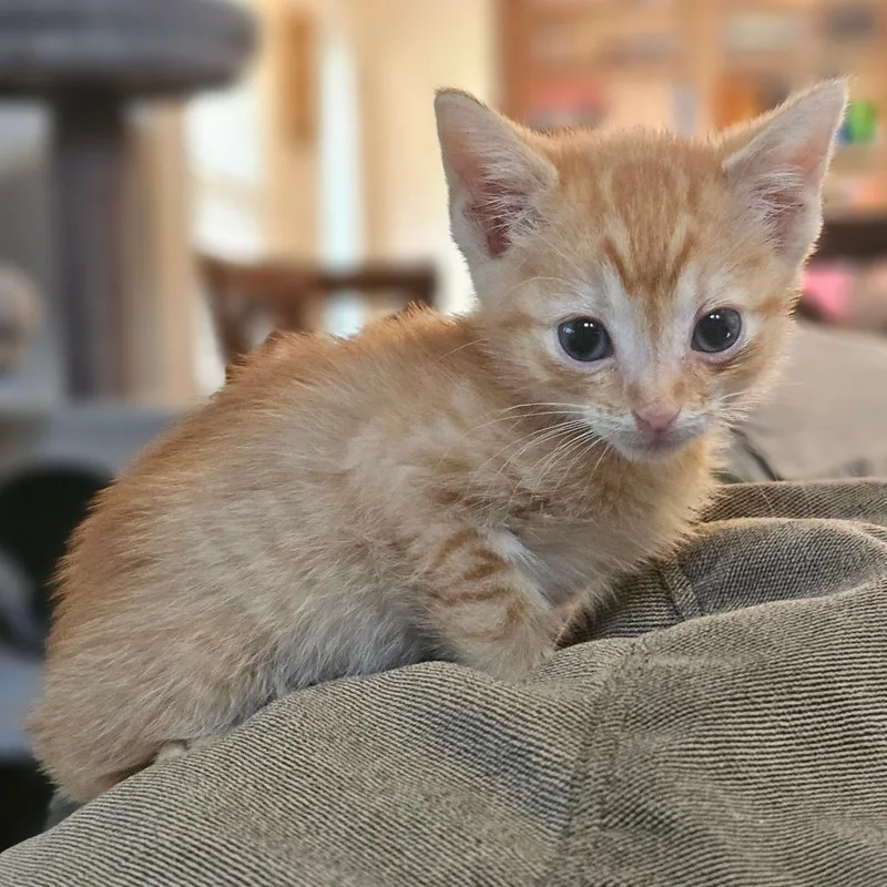 A baby small-sized male Orange / Red Domestic Short Hair cat named Dale Gray for adoption in Fort Worth, TX