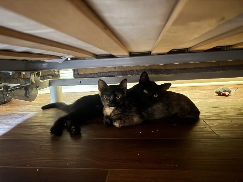 A young medium-sized female Domestic Short Hair cat named Arti for adoption in Marietta, GA