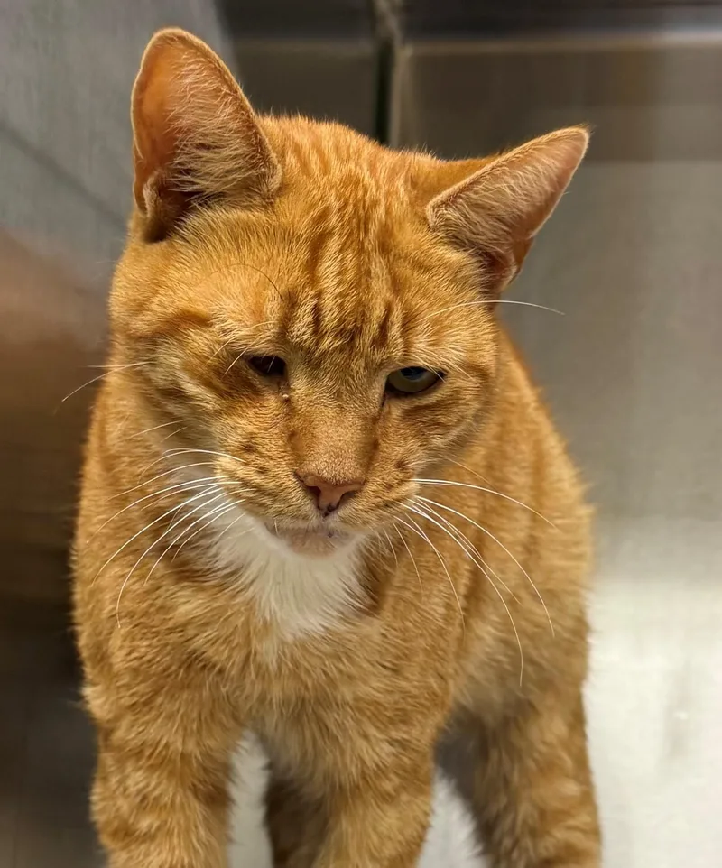 An adult medium-sized male Orange & White Domestic Short Hair cat named Ron for adoption in Edison, NJ