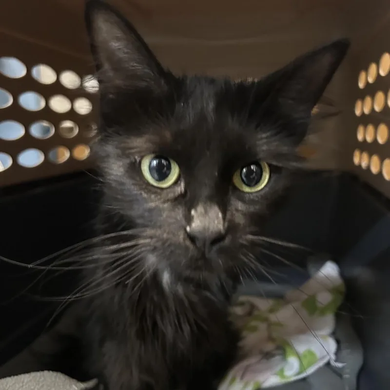 An adult medium-sized female Black Domestic Short Hair cat named Zena for adoption in Point Richmond, CA