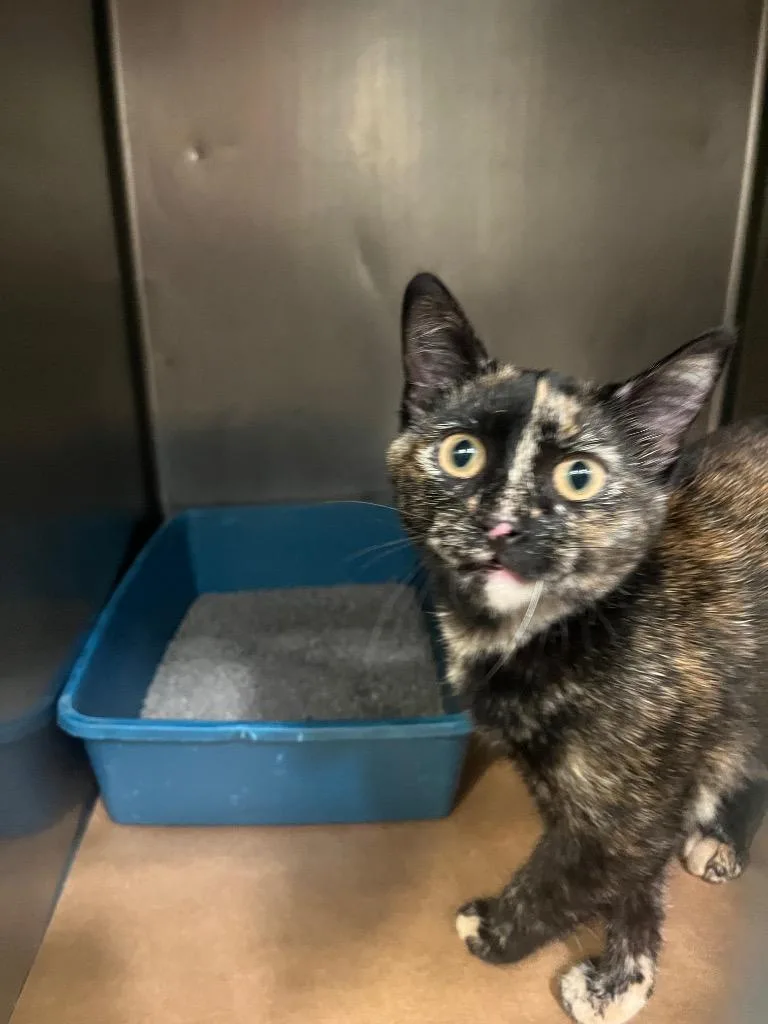 A young medium-sized female Domestic Short Hair cat named Pookey for adoption in Cartersville , GA