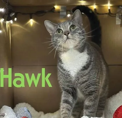 A young medium-sized male Domestic Short Hair cat named Hawk for adoption in Bridgewater, NJ