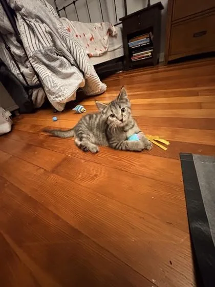 A baby small-sized male Domestic Short Hair cat named Cotton Eye Joe for adoption in Madison, NJ