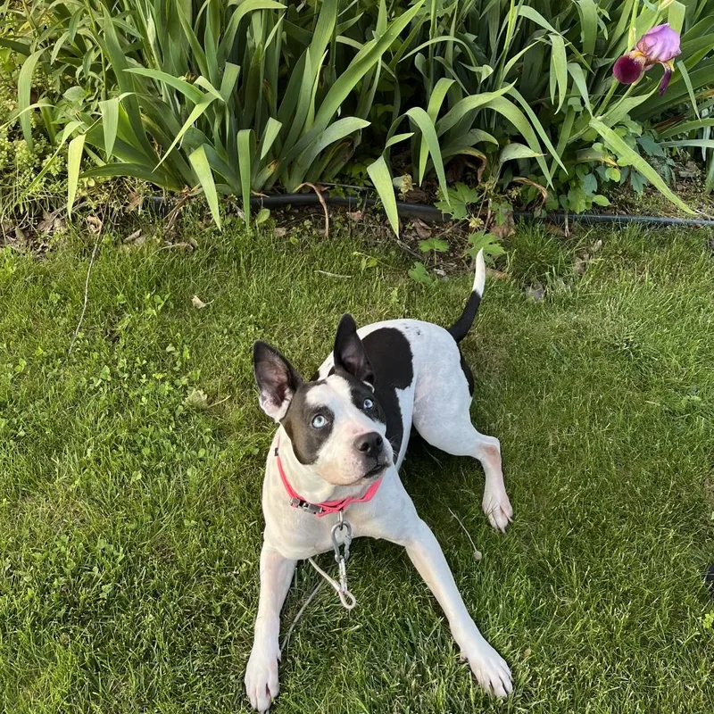 Iris