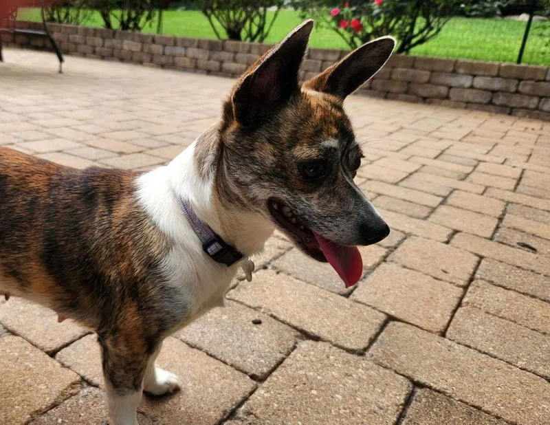 An adult small-sized female Mixed Breed dog named Reba for adoption in Mooresville, NC