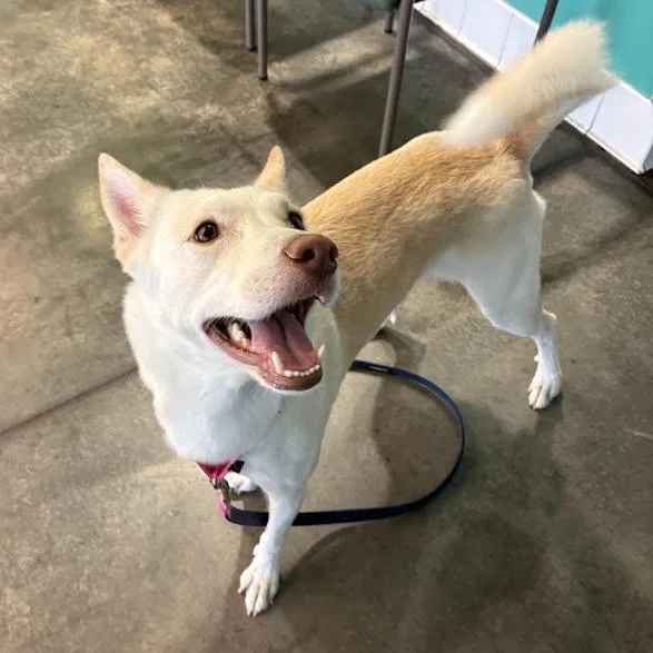 An adult medium-sized female Yellow / Tan / Blond / Fawn Mixed Breed dog named Viking for adoption in Pittsburgh, PA