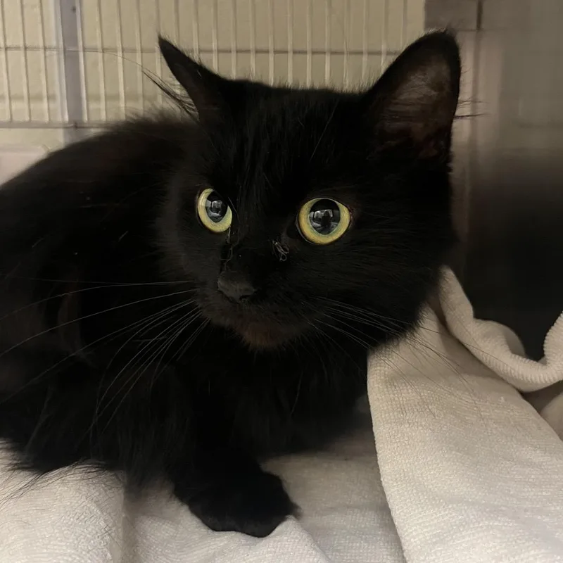 An adult medium-sized female Black Domestic Medium Hair cat named Megumi for adoption in Bristol, IN