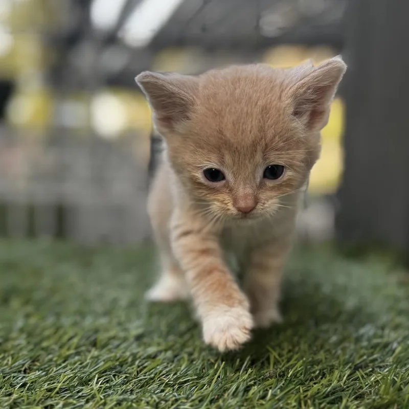 Prince Charming thumbnail 2