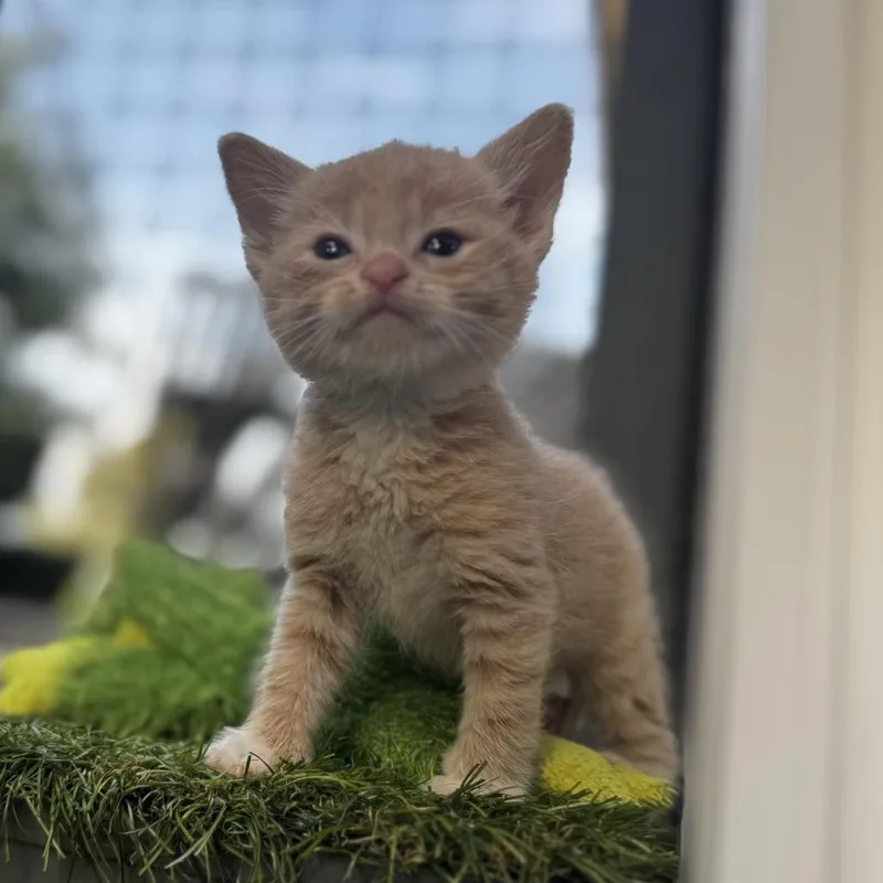 Prince Charming thumbnail 3