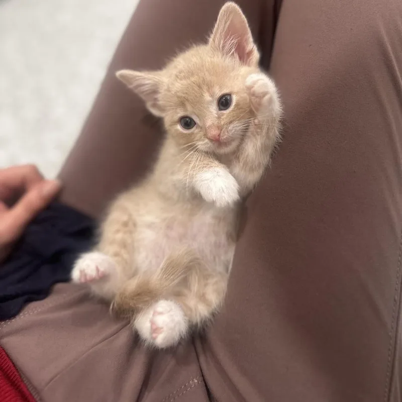 Prince Charming thumbnail 4