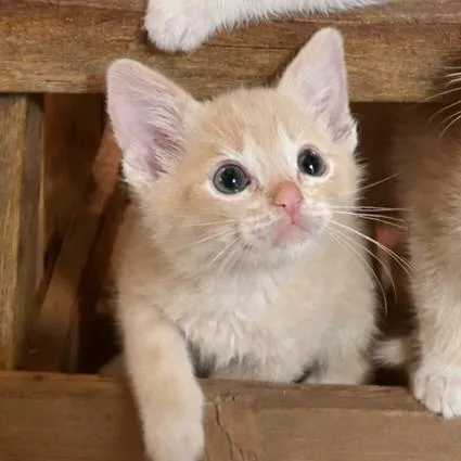 Prince Charming thumbnail 5