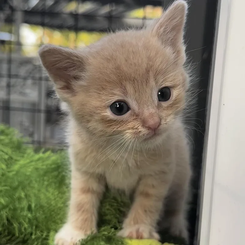 Prince Charming thumbnail 6