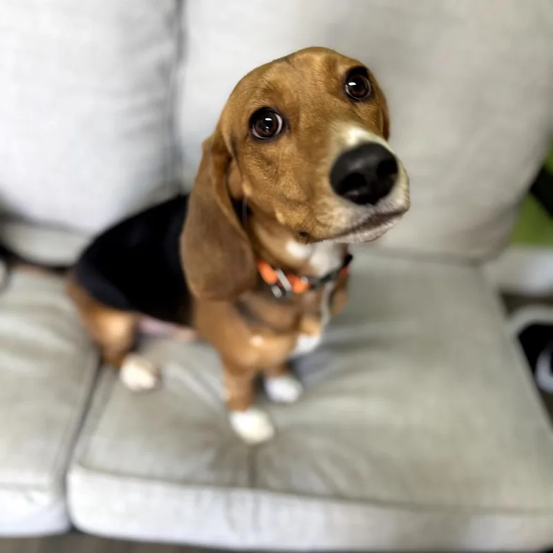 Paulie thumbnail 6