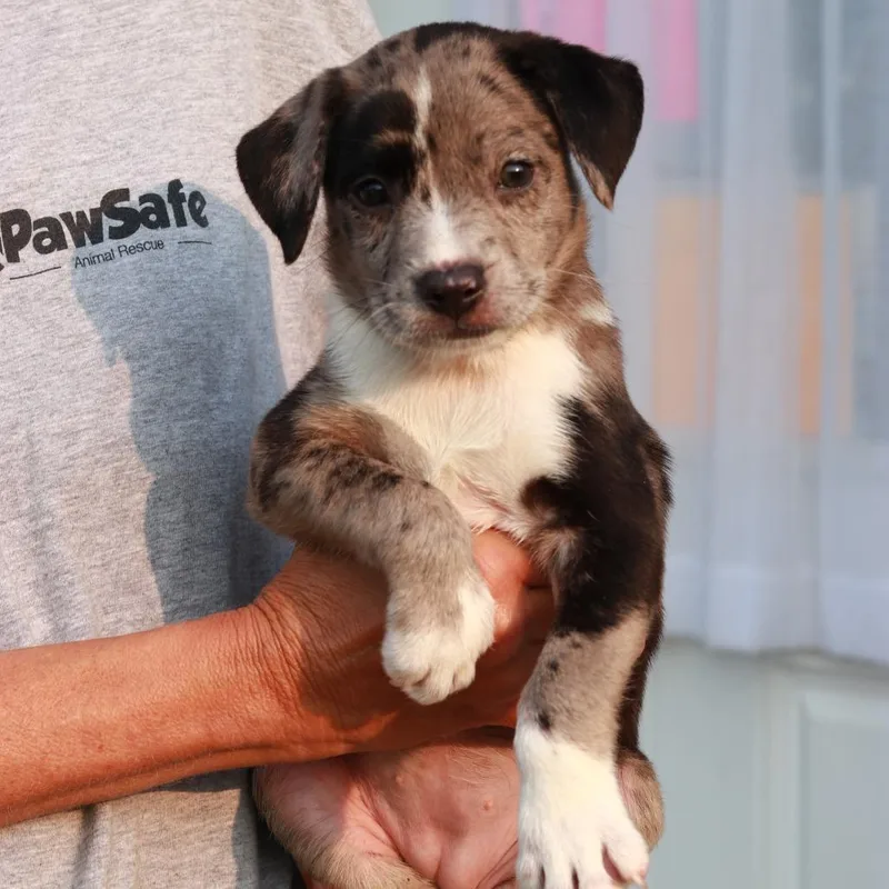 A baby small-sized female Gray / Blue / Silver Catahoula Leopard Dog dog named CT Tiifu for adoption in Eastford, CT
