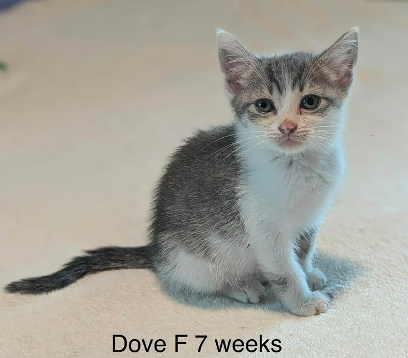 A baby medium-sized female Buff & White Domestic Medium Hair cat named Dove for adoption in Fort Payne, AL