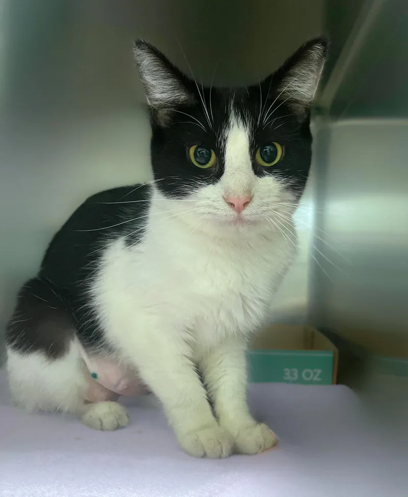 An adult medium-sized female Black & White / Tuxedo Domestic Medium Hair cat named Duchess for adoption in Seville, OH