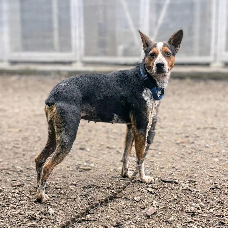 A young medium-sized female Mixed Breed dog named Auburn for adoption in Oakland, CA