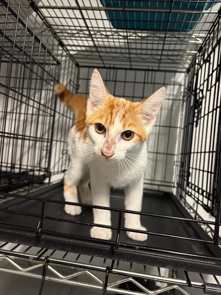 A baby large-sized male Domestic Short Hair cat named Hulk for adoption in Metter, GA