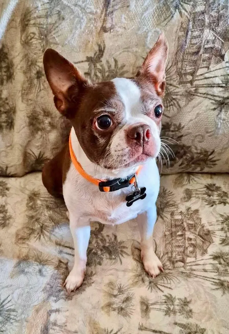 An adult medium-sized female Boston Terrier dog named Luna Marie for adoption in Muskogee, OK