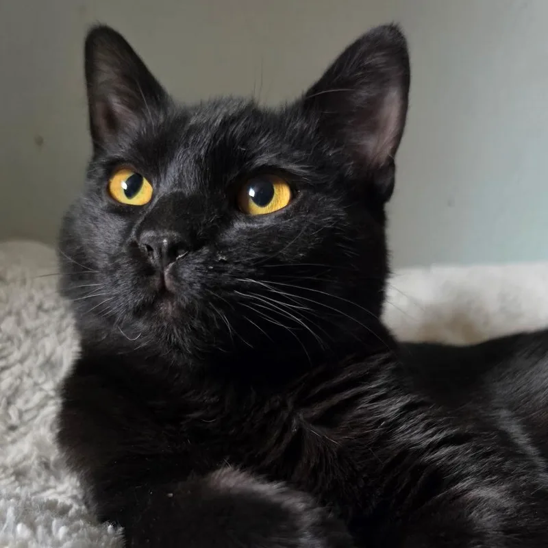 A baby medium-sized male Black Domestic Short Hair cat named Thor for adoption in Pendleton, OR