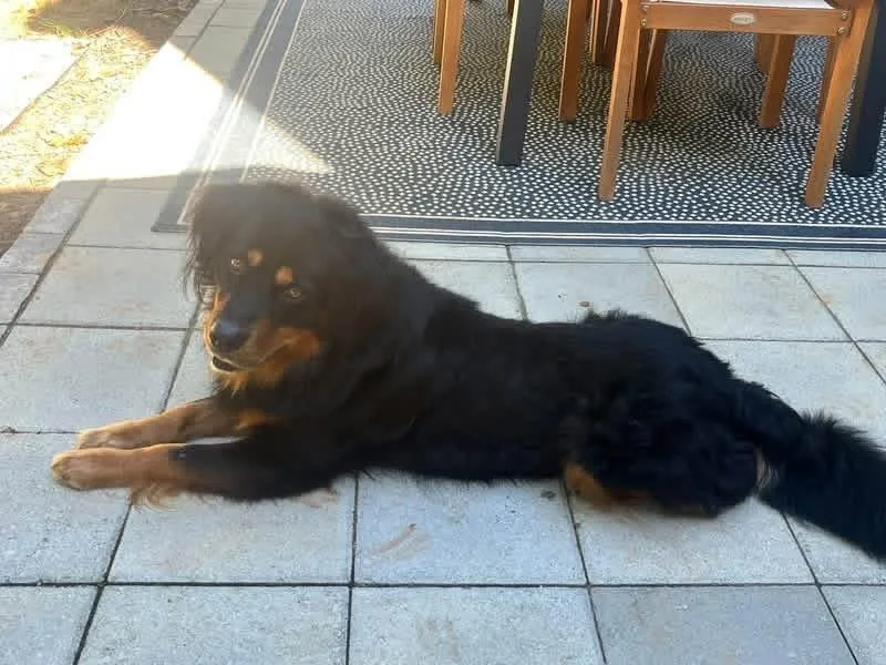 A young large-sized male Brown / Chocolate Shepherd dog named Roman for adoption in Acworth, GA