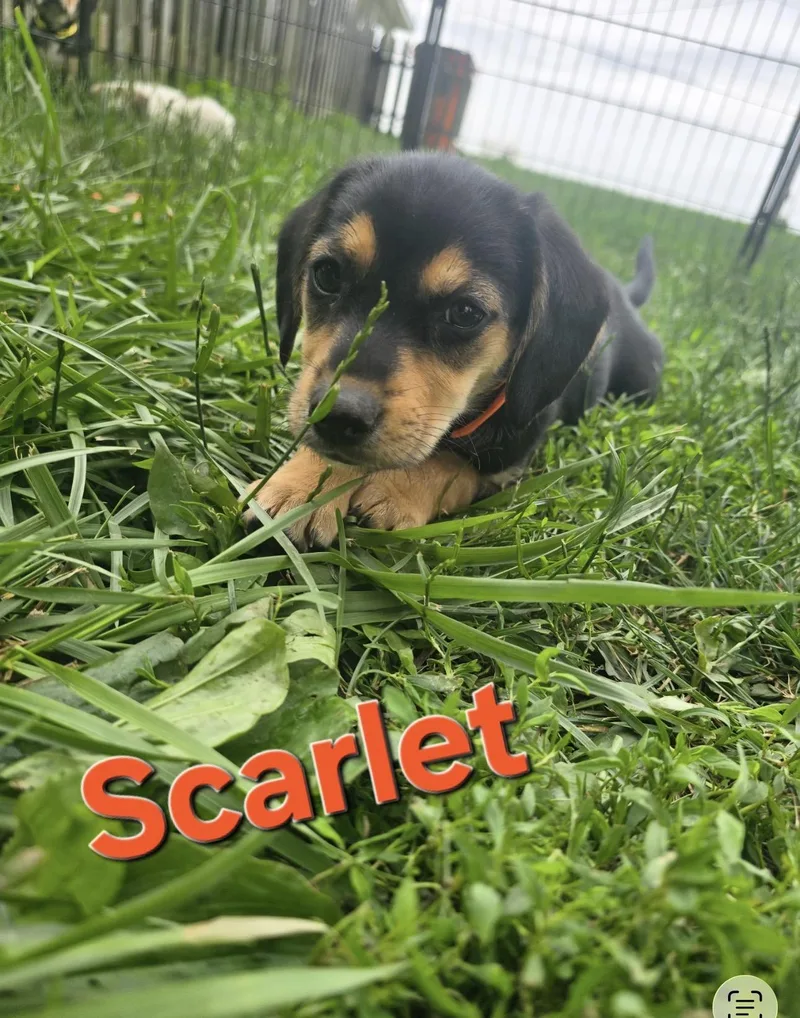 A baby small-sized female Tricolor (Brown, Black, & White) Beagle dog named Scarlett for adoption in RUSSIAVILLE, IN