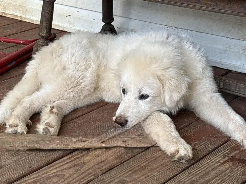 A young large-sized male White / Cream Great Pyrenees dog named Moose for adoption in Maryville, TN