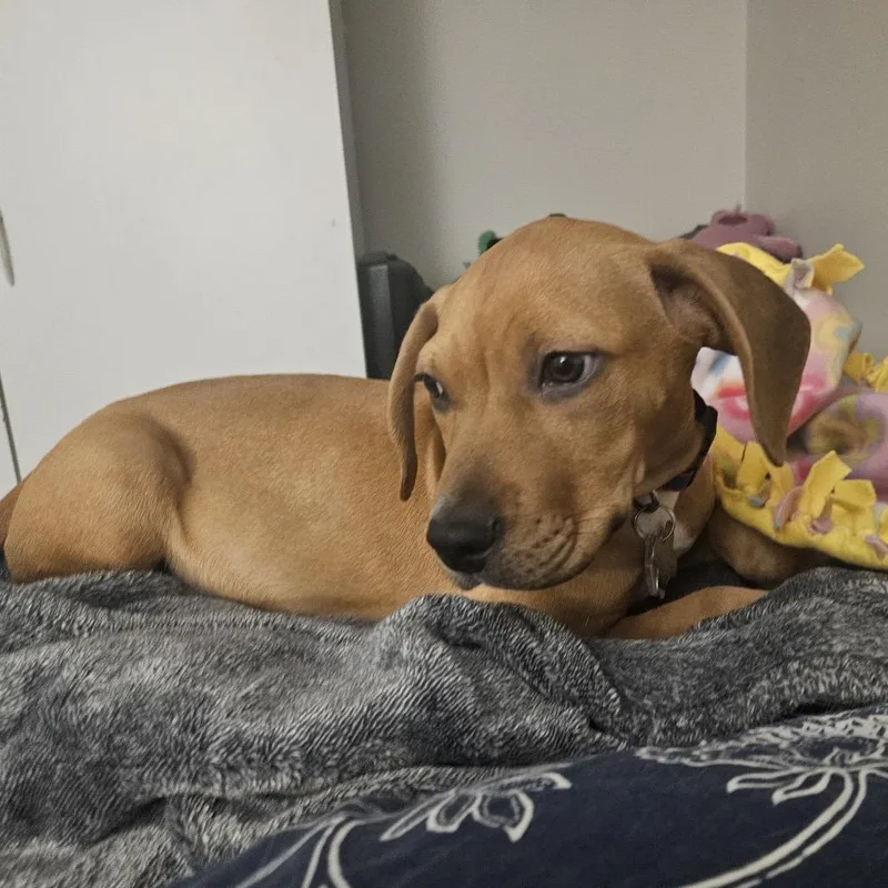 Astronomy Pup: Cosmos