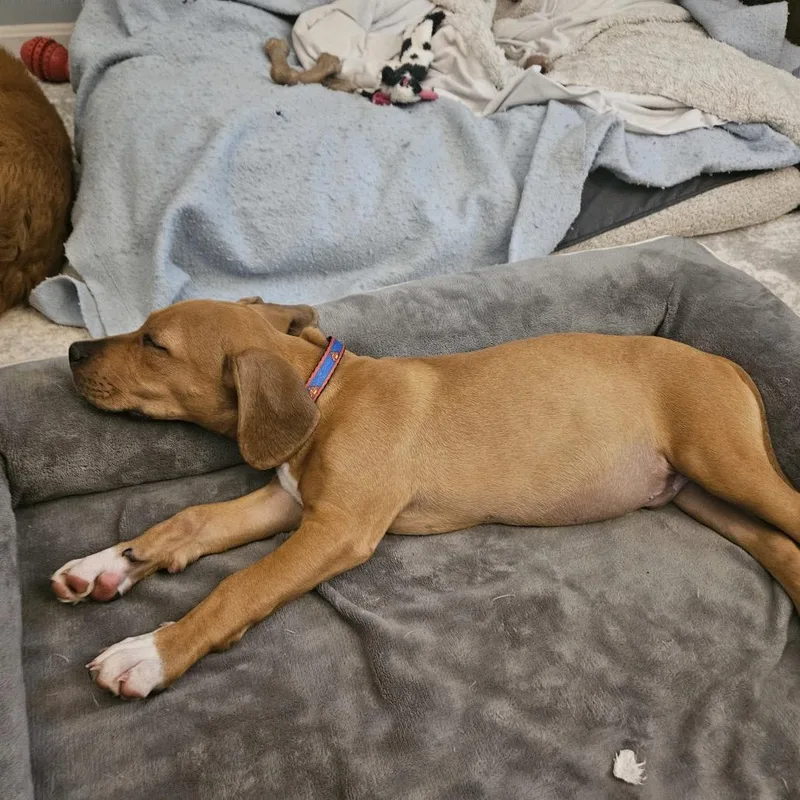 Astronomy Pup: Cosmos thumbnail 2