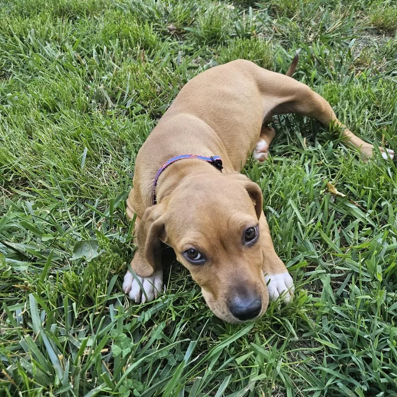 Astronomy Pup: Cosmos thumbnail 4