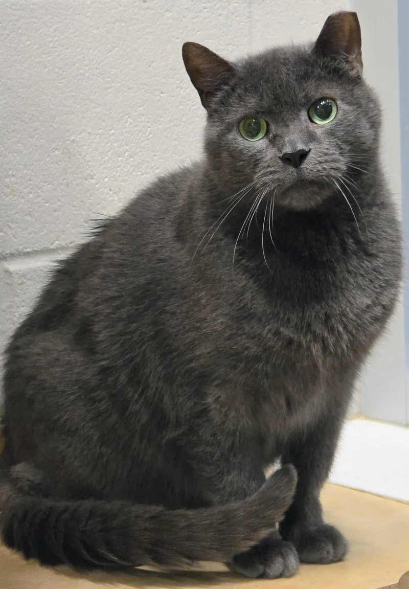 A senior large-sized male Gray / Blue / Silver Domestic Short Hair cat named Beau for adoption in Amityville, NY