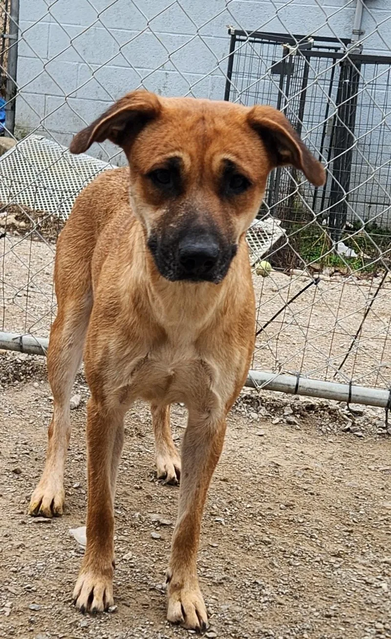 An adult medium-sized female Brown / Chocolate Mixed Breed dog named Sage for adoption in Berea, KY