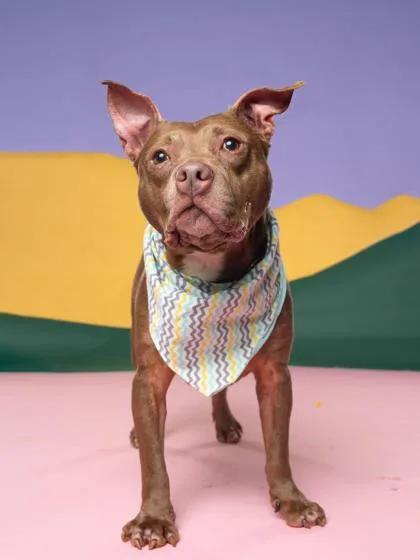 An adult medium-sized male Pit Bull Terrier dog named Drax for adoption in Atlanta, GA