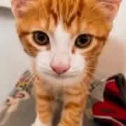 A baby medium-sized male Tabby (Orange / Red) Tabby cat named Ocho for adoption in Kentwood, MI