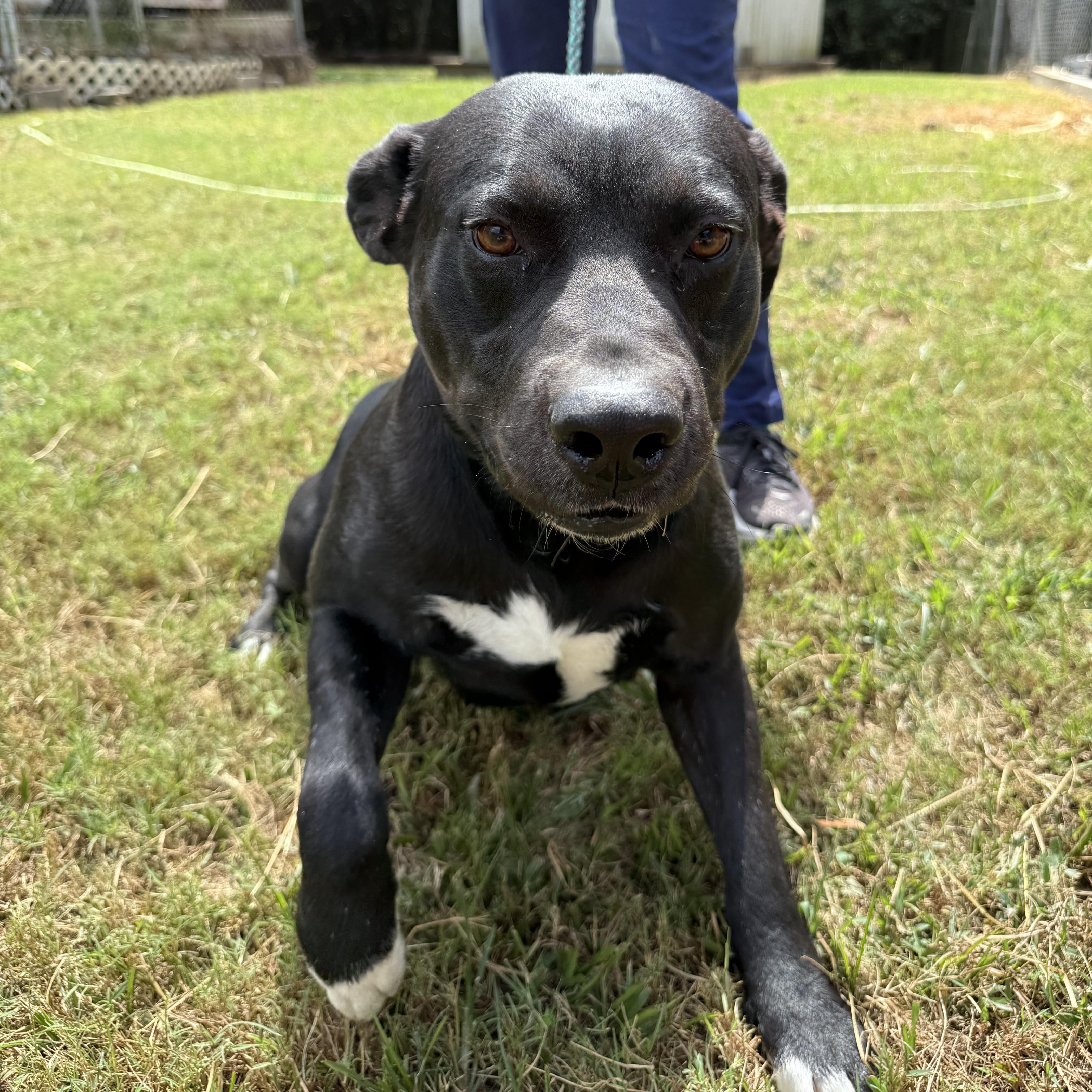 Bobby Joe thumbnail 2