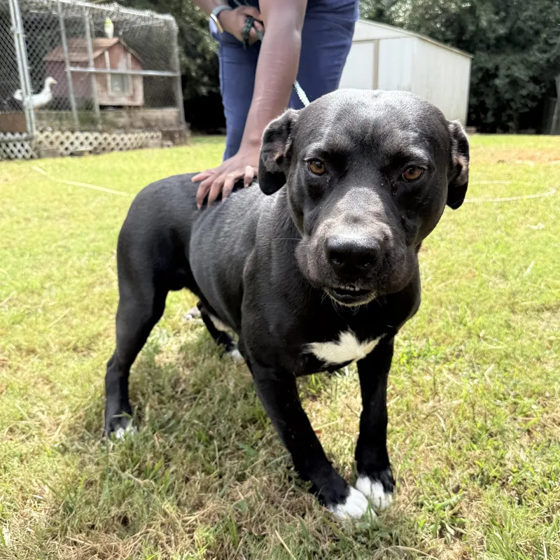 Bobby Joe thumbnail 3