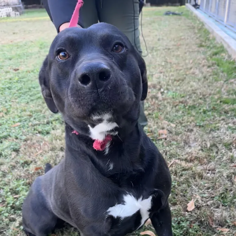 Bobby Joe thumbnail 4