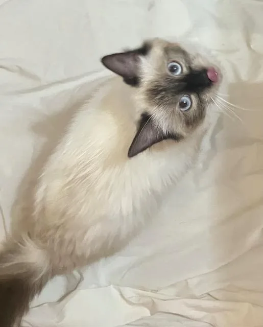 A young medium-sized female Cream / Ivory Siamese cat named Moka for adoption in Cincinnati, OH