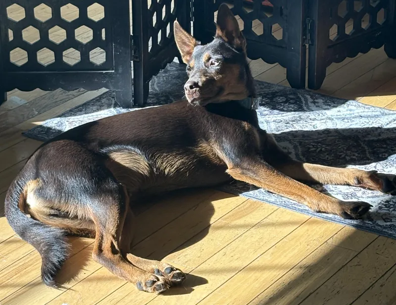 An adult medium-sized male Mixed Breed dog named Rogan Murphy for adoption in Chelmsford, MA